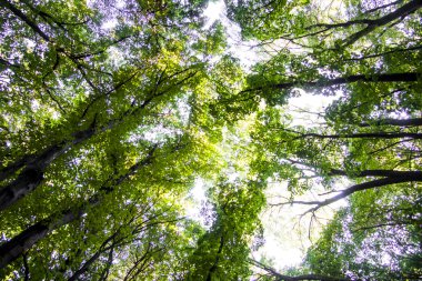 Açılış dalları arasında