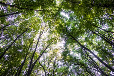 Açılış dalları arasında