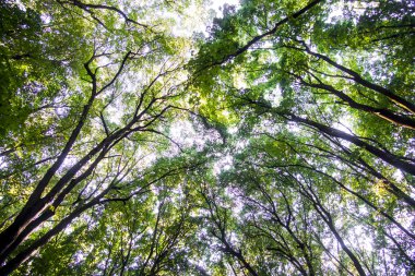 Açılış dalları arasında