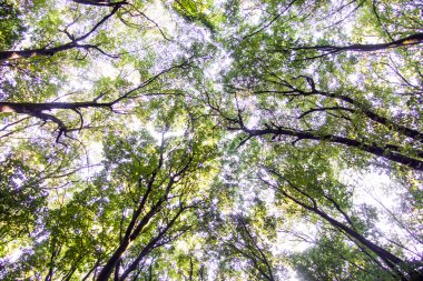 Açılış dalları arasında