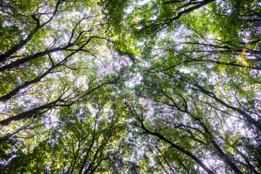 Açılış dalları arasında