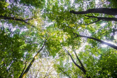 Açılış dalları arasında