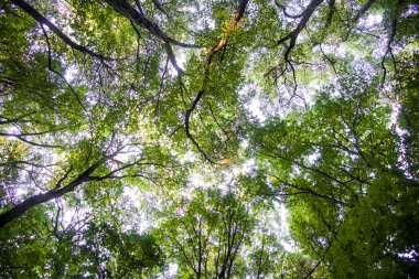 Açılış dalları arasında