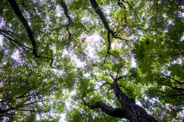 Açılış dalları arasında