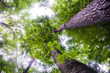 Açılış dalları arasında