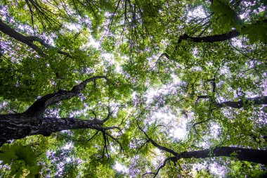 Açılış dalları arasında