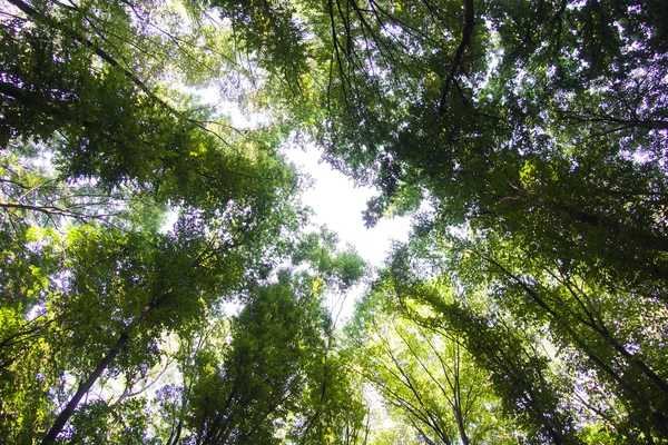 Apertura entre ramas — Foto de Stock