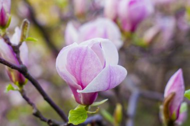 Manolya ağacı çiçeği