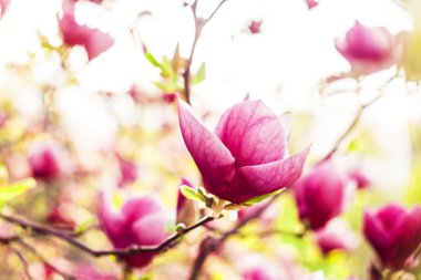 Manolya ağacı çiçeği