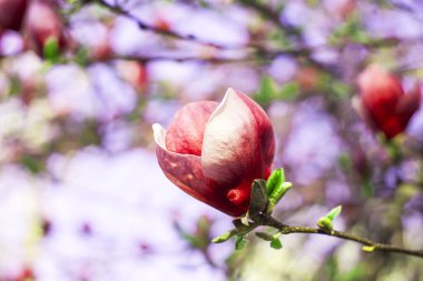 Manolya ağacı çiçeği