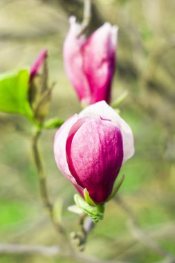 Manolya ağacı çiçeği