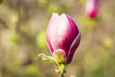 Manolya ağacı çiçeği