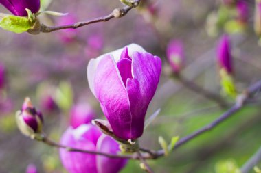 Manolya ağacı çiçeği