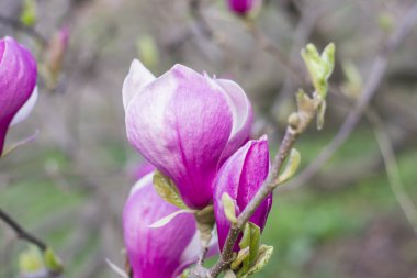 Manolya ağacı çiçeği