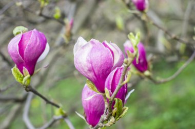 Manolya ağacı çiçeği