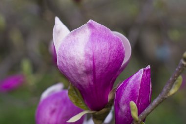 Manolya ağacı çiçeği