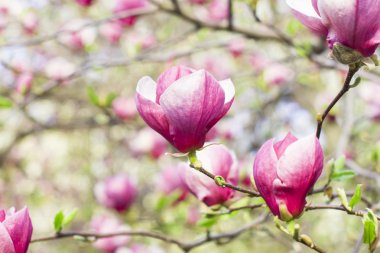 Manolya ağacı çiçeği