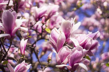 Manolya ağacı çiçeği