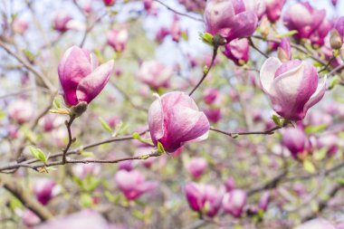 Manolya ağacı çiçeği