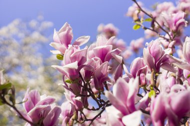 Manolya ağacı çiçeği