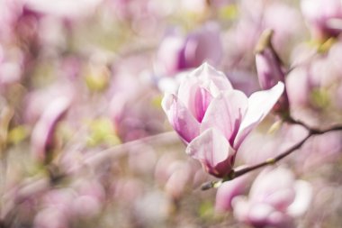 Manolya ağacı çiçeği