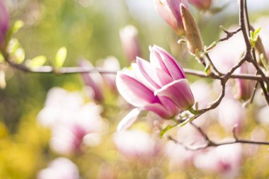 Manolya ağacı çiçeği