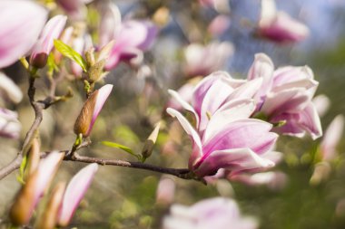 Manolya ağacı çiçeği