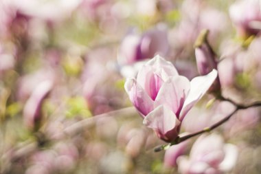 Manolya ağacı çiçeği