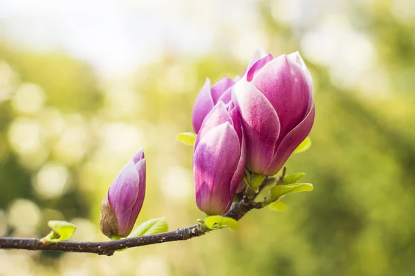 Flor de árbol de magnolia — Foto de Stock