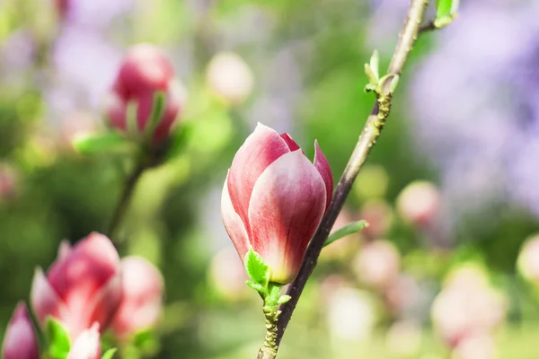 Fiore d'albero di Magnolia — Foto Stock