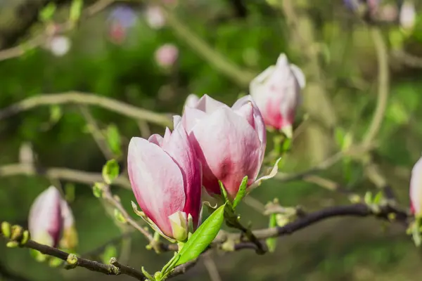 Fiore d'albero di Magnolia — Foto Stock