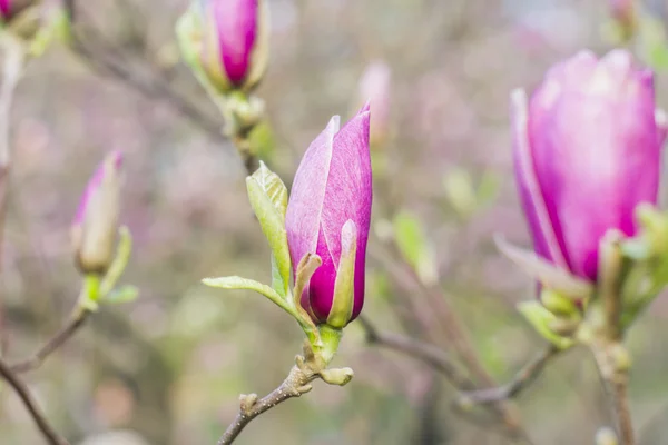 Flor de árbol de magnolia — Foto de Stock