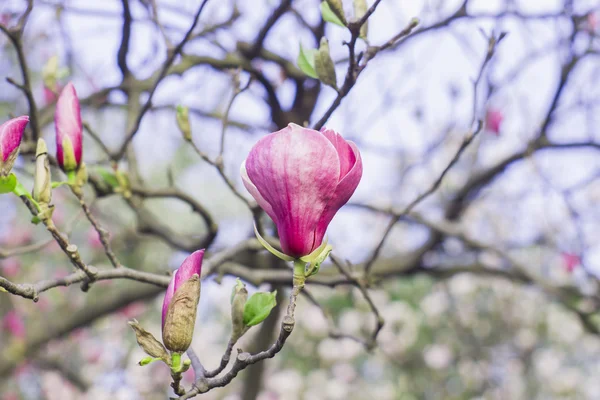 Magnolia tree blossom — Stock Photo, Image