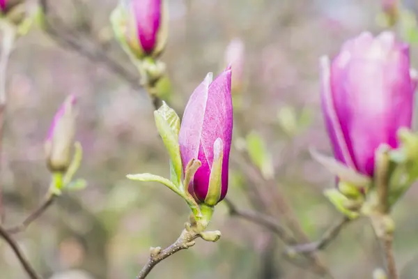 Fiore d'albero di Magnolia — Foto Stock
