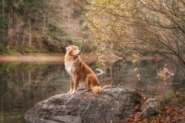 Parlak yansıtıcı gölün yanında yumuşak Toller ile sonbahar ormanı yürüyüşü