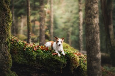 Sıcak sonbahar anı Jack Russell yosun kaplı ormanda gölün kenarında duruyor.