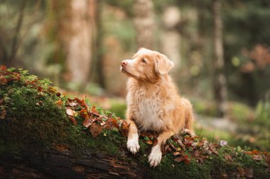 Tüylü Toller yosun kaplı sonbahar ormanlarında geziniyor.