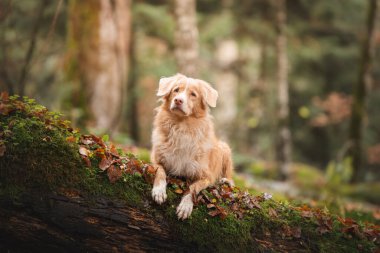 Güz ışığı altında yumuşak yosun ormanında muhteşem kırmızı Toller.