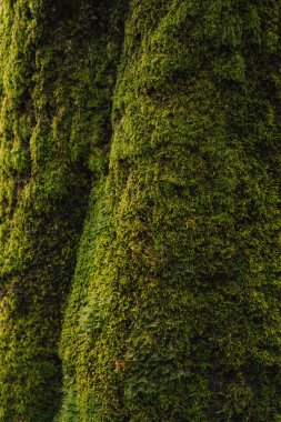 Yosun ve düşen sonbahar yapraklarının makro doğası.