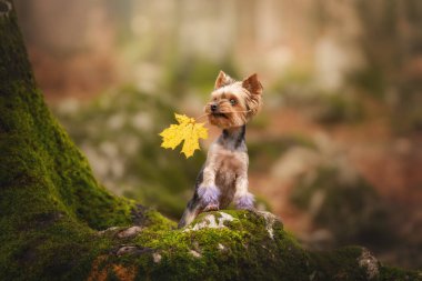 Sevimli Yorkshire Teriyeri güzel sonbahar ormanlarında yaprak ile poz veriyor.