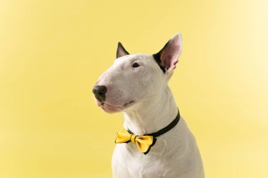Boğa Teriyerinin Papyonlu Yakın Portresi: Parlak arkaplanda Bull Terrier 'in şık stüdyo portresi. Yüksek kalite fotoğraf