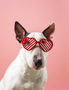 Minimalist Sevgililer Günü Boğa Teriyeri 'nin stüdyo resmi. Yüksek kalite fotoğraf