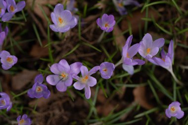 Bahar Ormanı 'nda Mor Crocus Çiçekleri: Çim ve yaprakların arasında büyüyen narin mor timsahların makro çekimi. Yüksek kalite fotoğraf