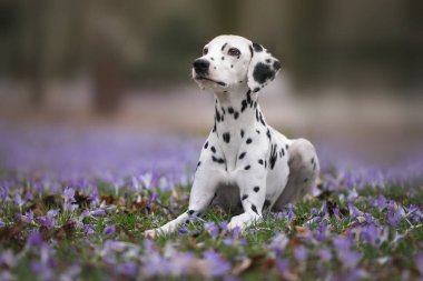 Dalmaçyalı bahar çiçekleriyle çevrili, yumuşak doğal ışıkla. Dalmaçyalı Köpek Çiçek Açan Crocus sahasında Oturuyor Yakın Portre. Yüksek kalite fotoğraf