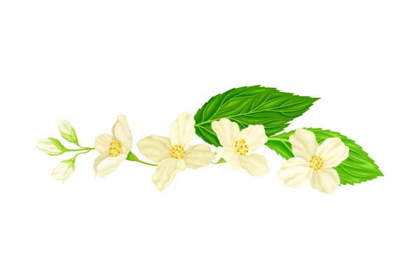 Um Jasminストックベクター ロイヤリティフリーum Jasminイラスト ページ 7 Depositphotos Um Jasminストックベクター ロイヤリティフリーum Jasminイラスト ページ 7 Depositphotos