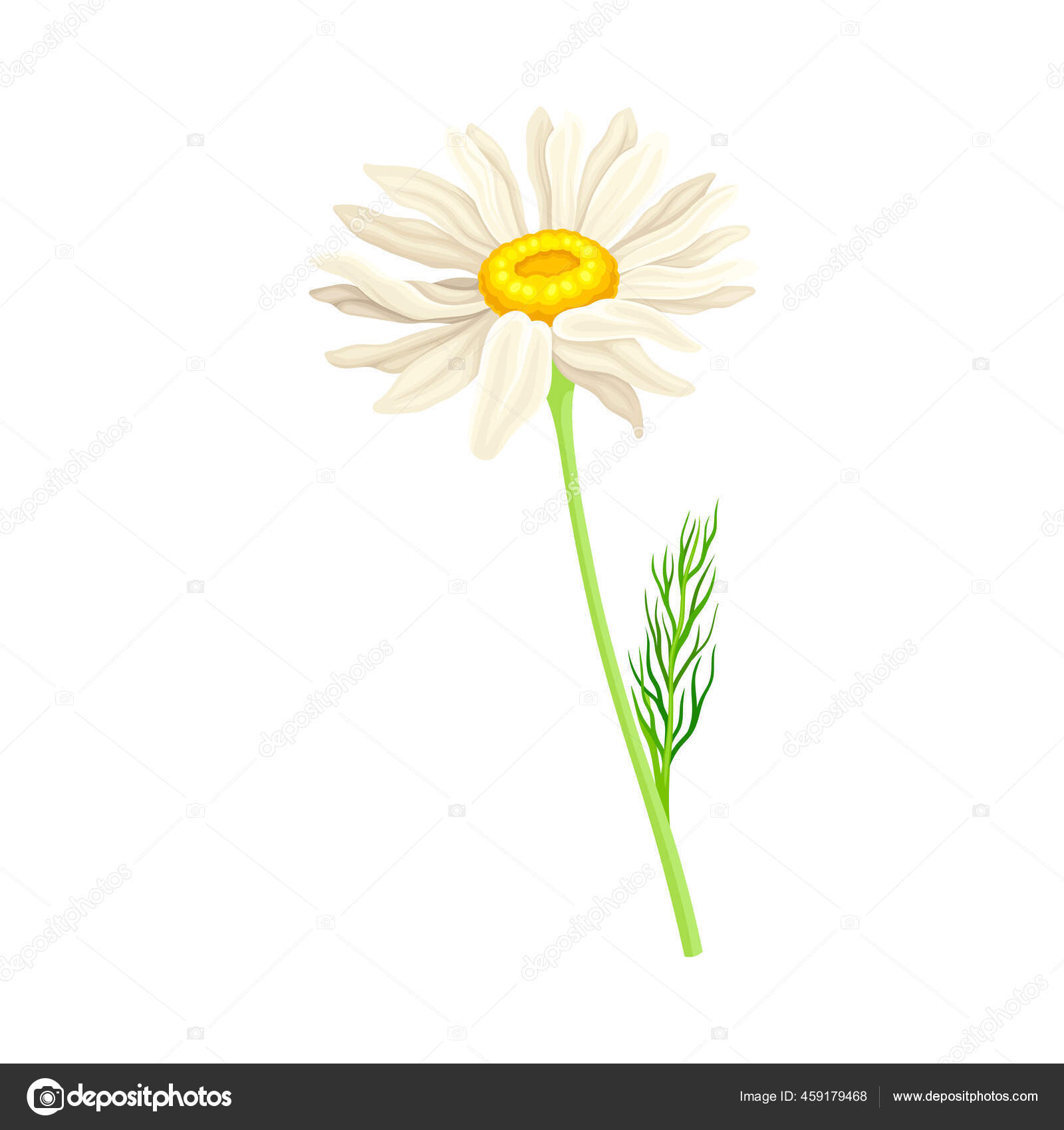 White Flower Of Daisy Or Bellis Perennis Plant On Green Stem With Leaf Vector Illustration Vector Image By C Happypictures Vector Stock White Flower Of Daisy Or Bellis Perennis Plant On Green Stem With Leaf Vector Illustration Vector Image By C Happypictures Vector Stock