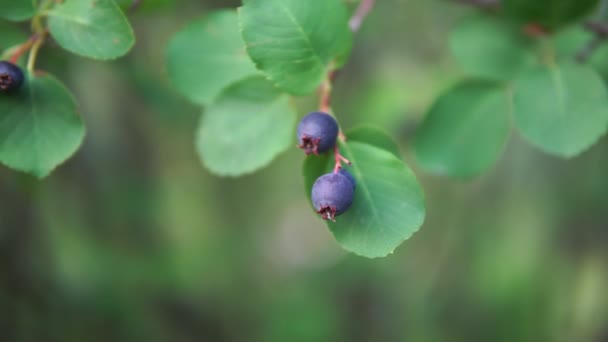 Amelanchier canadensis, serviceberry, shadberry vagy Juneberry fa érett lila bogyói, zöld homályos háttérrel. Szelektív fókusz. — Stock videók