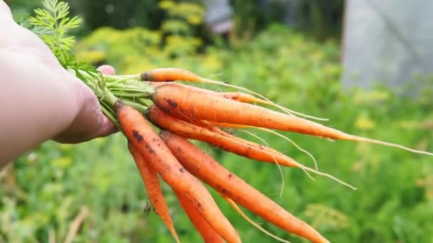 La cosecha de zanahorias jóvenes frescas en manos de un agricultor. día soleado brillante verduras ecológicas — Vídeos de Stock