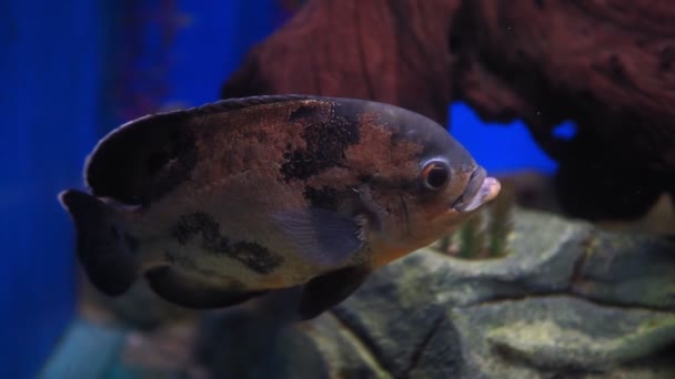 Astronotus ocellatus Tiger, - μεγάλο ψάρι γλυκού νερού, κιχλίδες Νότιας Αμερικής — Αρχείο Βίντεο