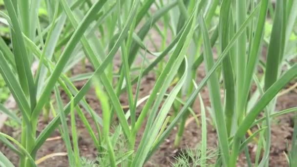 Česnek roste v zemi na jaře, zblízka. Ekologicky pěstované česnekové plantáže v zeleninové zahradě. — Stock video